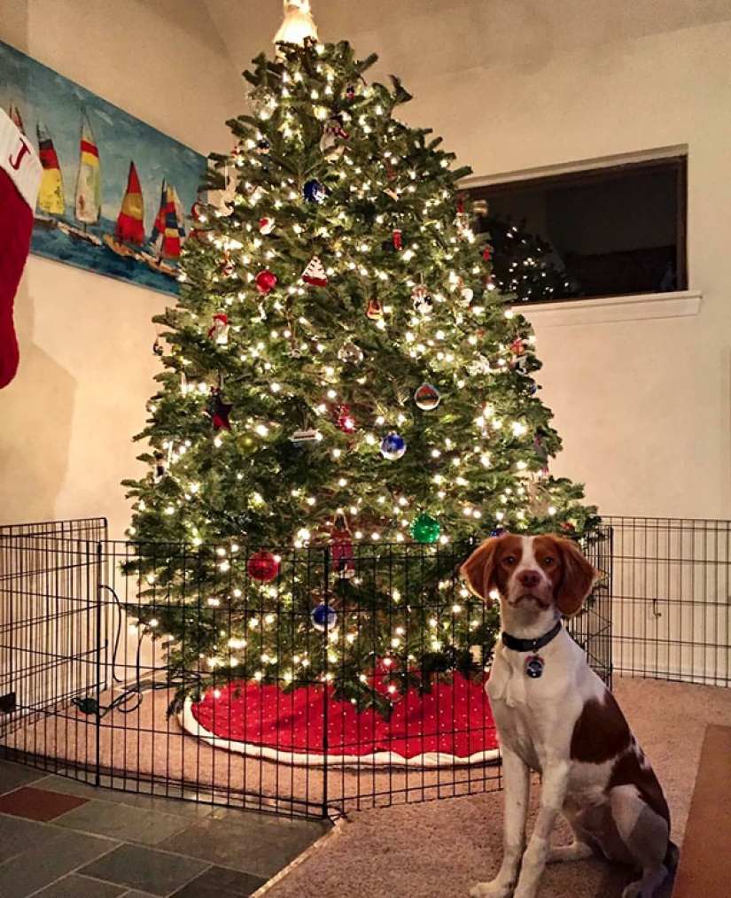 How to protect a Christmas tree from harmful and daring Pets