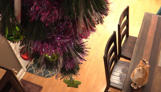 How to protect a Christmas tree from harmful and daring Pets