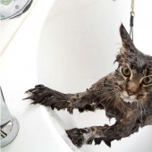 How to wash a cat and live