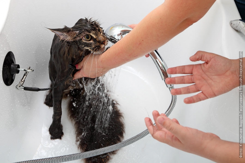 How to wash a cat and live