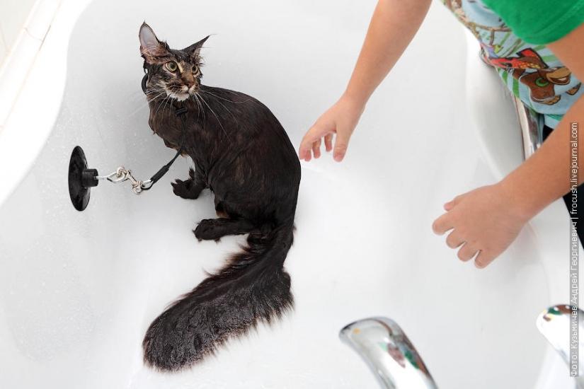 How to wash a cat and live