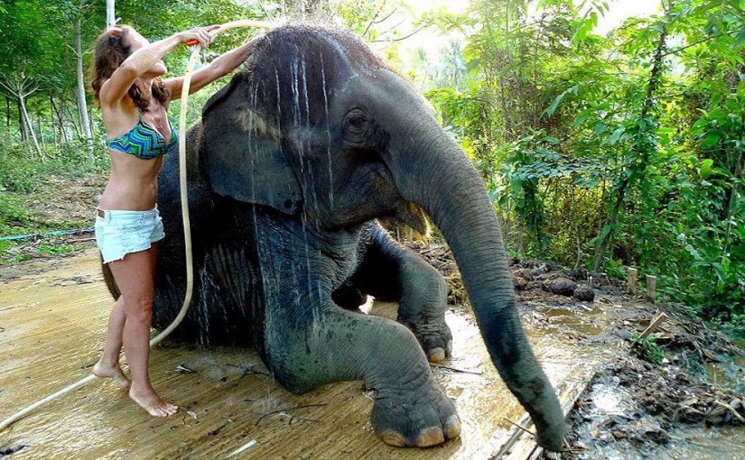 How to wash an elephant
