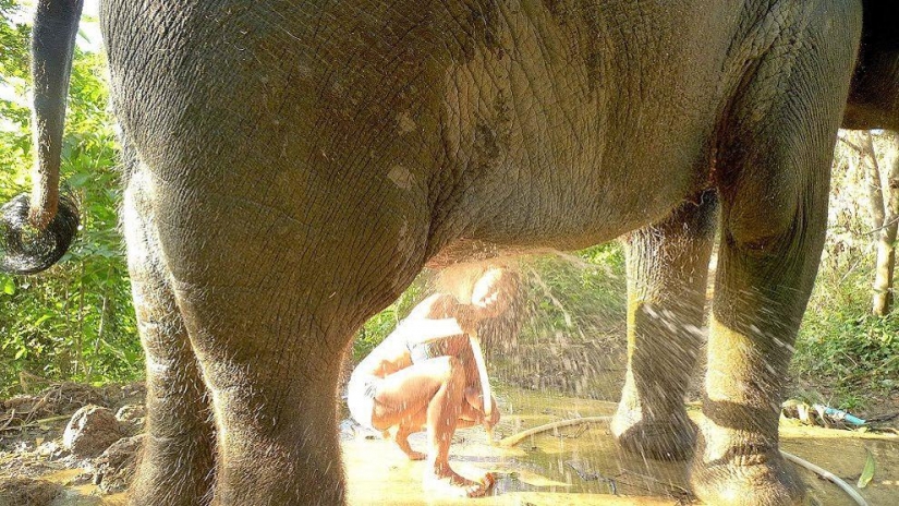How to wash an elephant