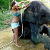 How to wash an elephant