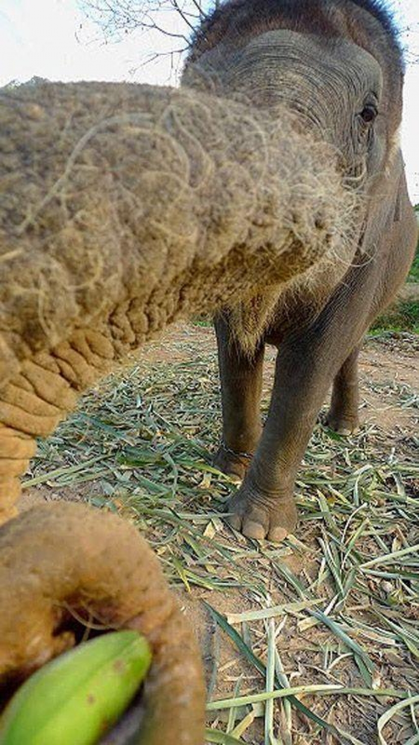 How to wash an elephant