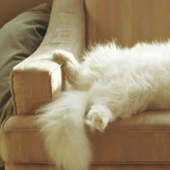 How your cat is trying to talk to you