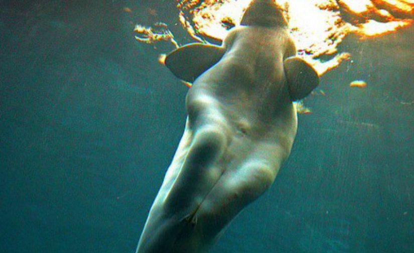 Ilusión o anatómica característica: ¿por qué las ballenas vio un pie humano