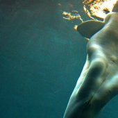 Ilusión o anatómica característica: ¿por qué las ballenas vio un pie humano