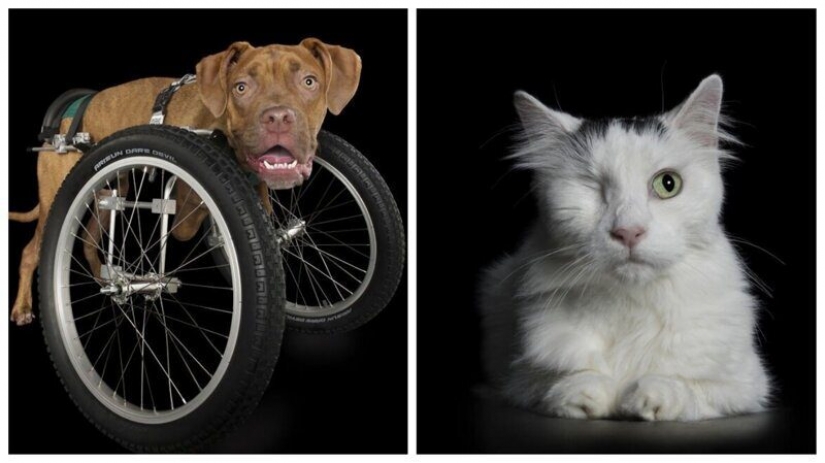 Impresionantes retratos de animales con discapacidad