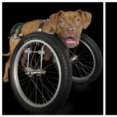 Impresionantes retratos de animales con discapacidad