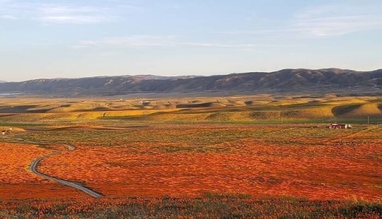 In California after a long drought flowered poppies and they can be seen even from space