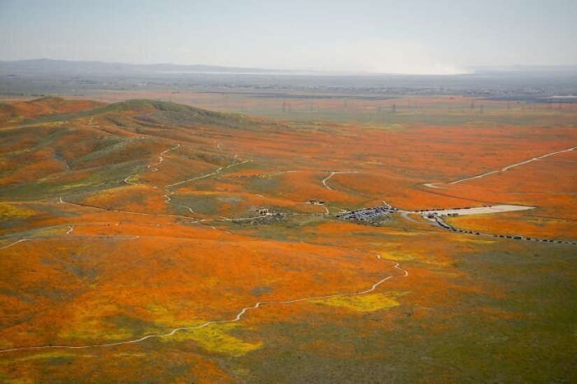 In California after a long drought flowered poppies and they can be seen even from space