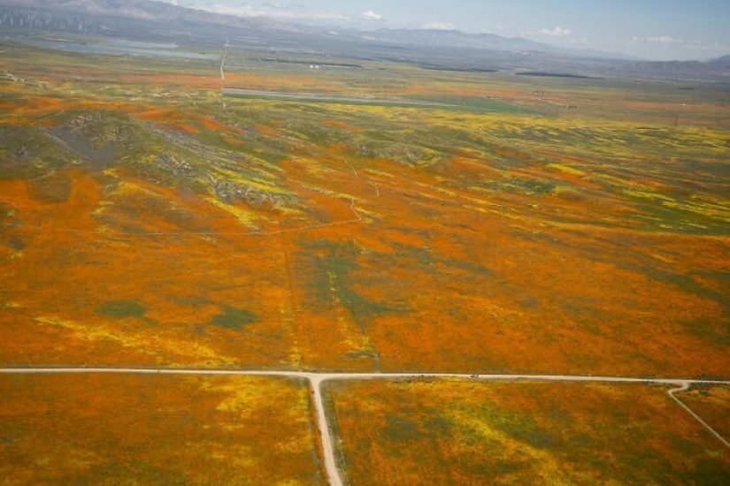 In California after a long drought flowered poppies and they can be seen even from space