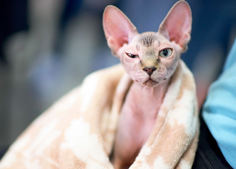 In Canada crooks shave the usual kittens and sell them for $ 700, posing for sphinxes