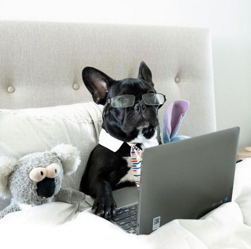 In Instagram appeared an amusing account dedicated to dogs, working at home