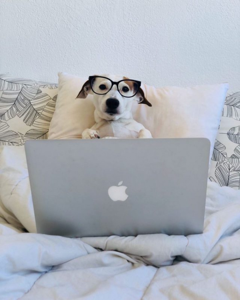 In Instagram appeared an amusing account dedicated to dogs, working at home