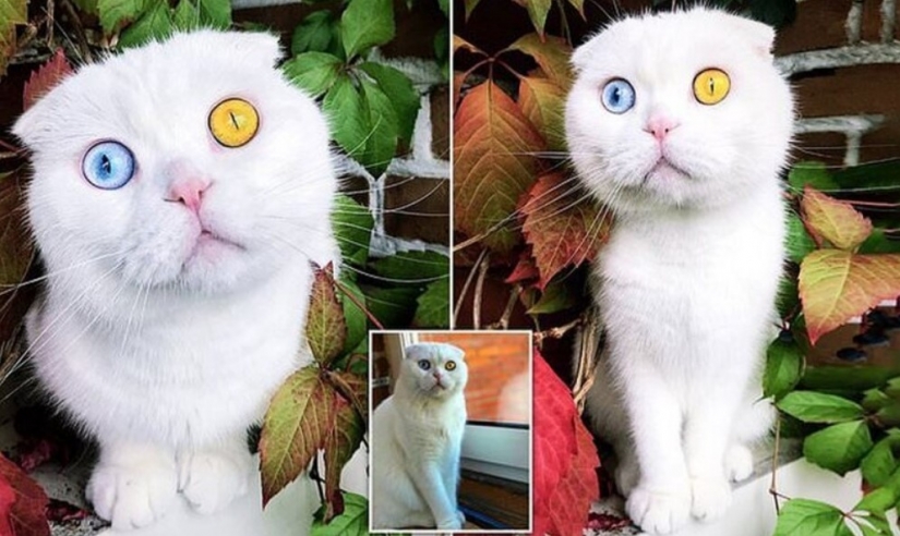 In St. Petersburg, a white cat with different colored eyes finally found the owner