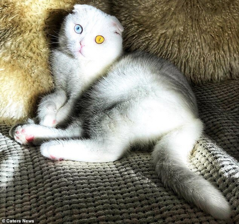 In St. Petersburg, a white cat with different colored eyes finally found the owner