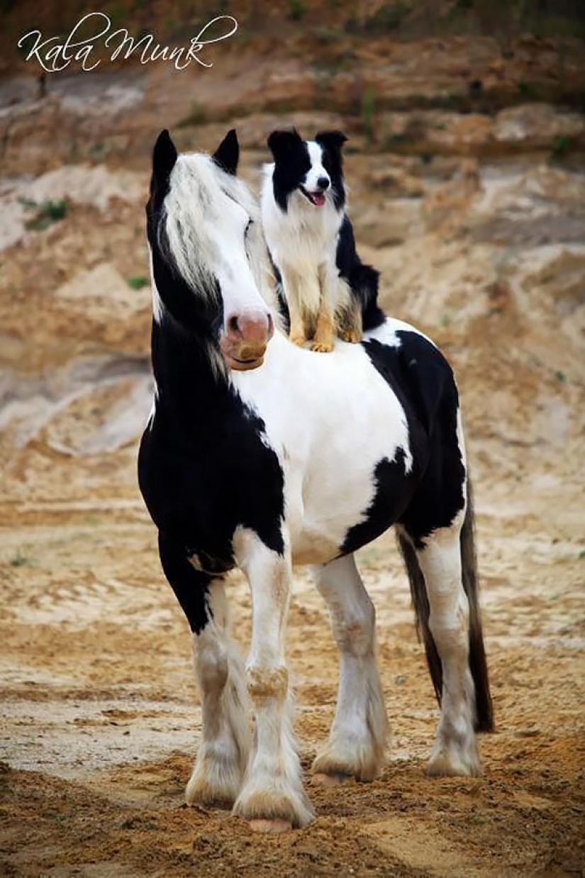 In the animal world: brothers and sisters from different mothers