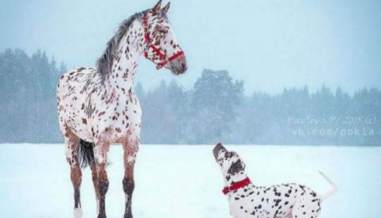 In the animal world: brothers and sisters from different mothers