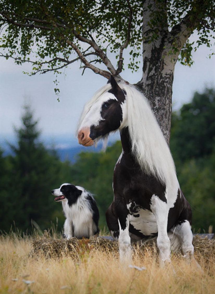 In the animal world: brothers and sisters from different mothers