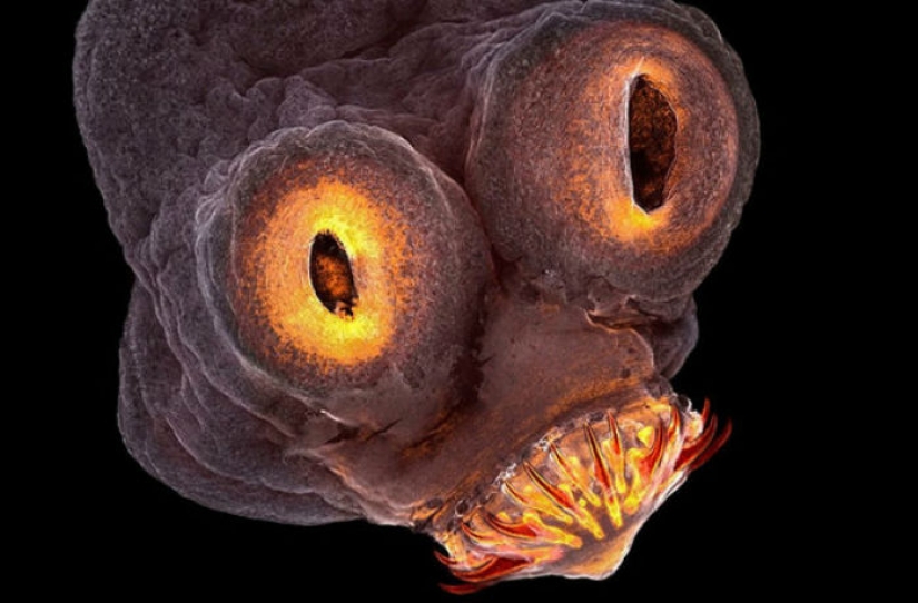 In the competition of scientific photography was won by a tapeworm detector of dark matter