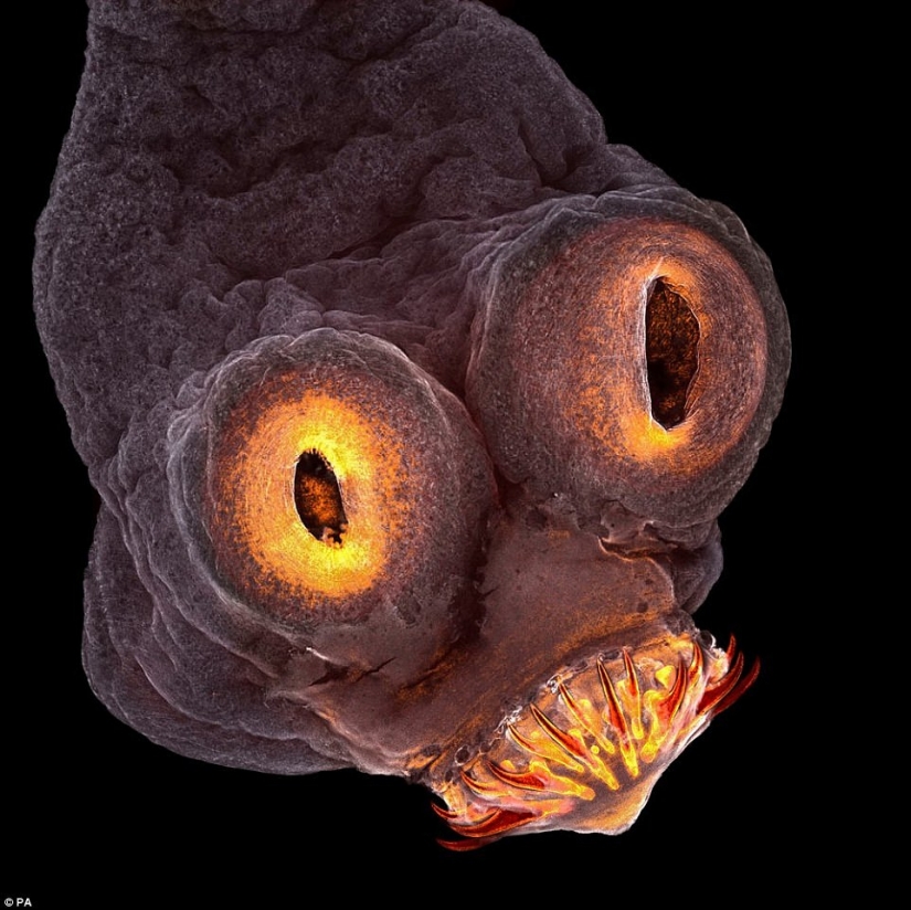 In the competition of scientific photography was won by a tapeworm detector of dark matter