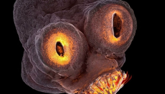 In the competition of scientific photography was won by a tapeworm detector of dark matter