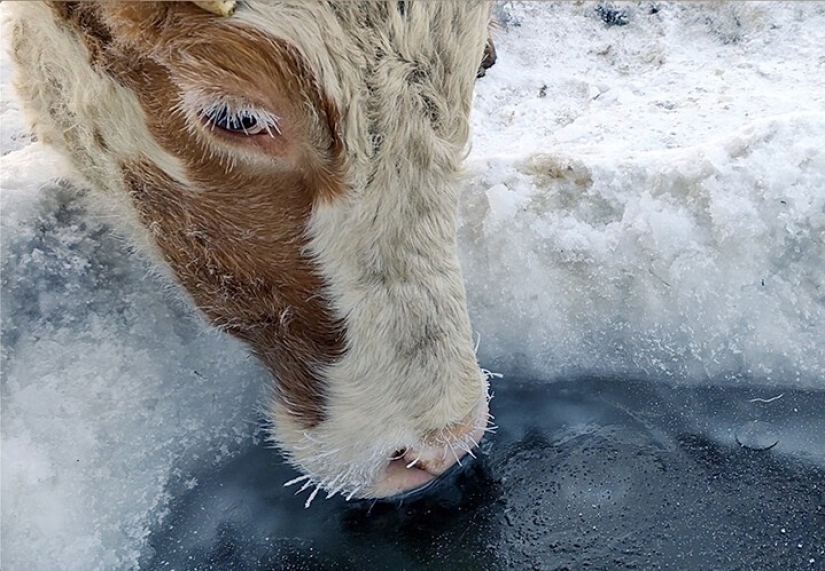 In Yakutia, due to the severe frosts sew fur bras for cows