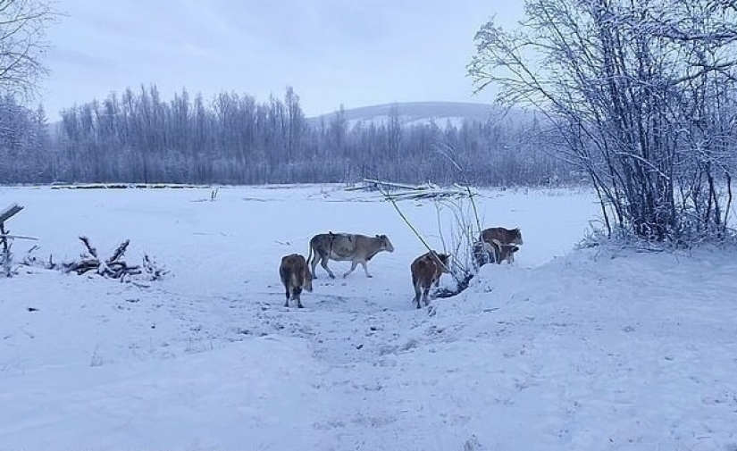 In Yakutia, due to the severe frosts sew fur bras for cows