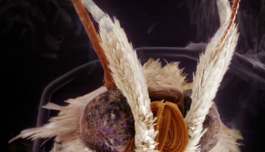 Increíbles retratos de familiares de los insectos