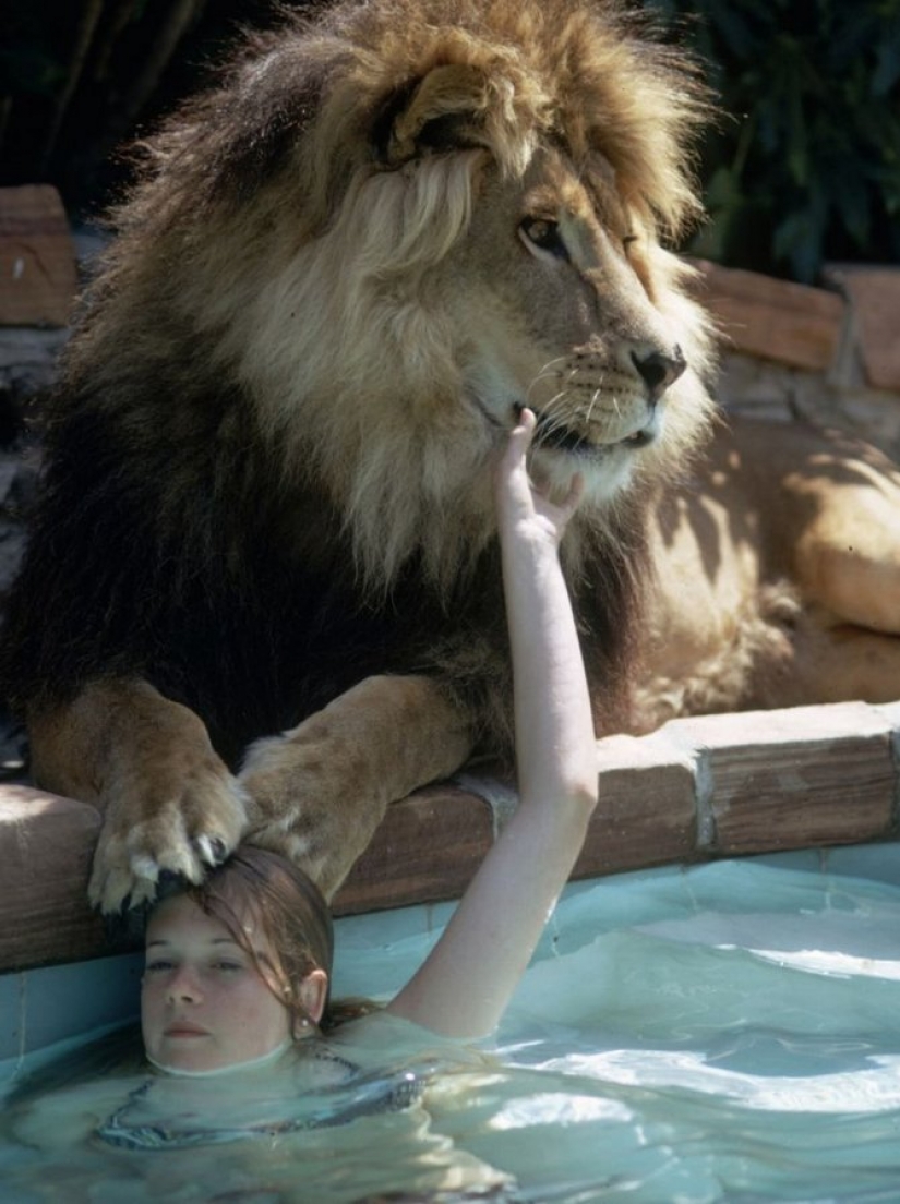 Incredible photos from the ' 70s: Melanie Griffith and lion Neil