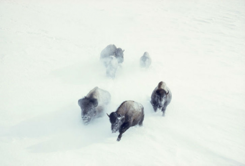 Inéditas fotos de National Geographic