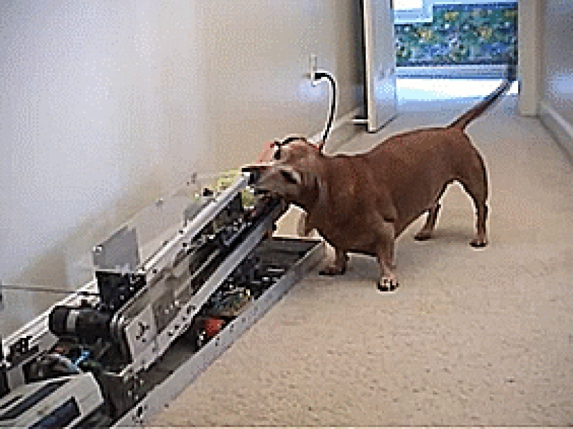 Ingenioso vida hacks de los dueños de perros