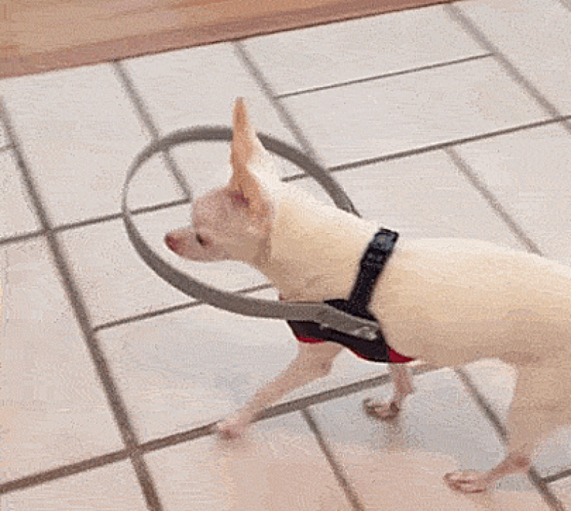 Ingenious life hacks from dog owners