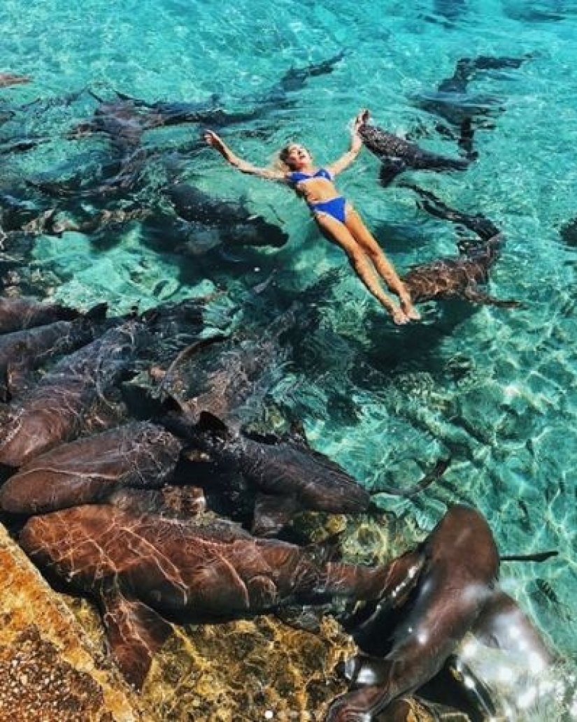 Instagram-la modelo subió en la piscina con los tiburones por el bien de los que le gusta y casi pierdo mi mano