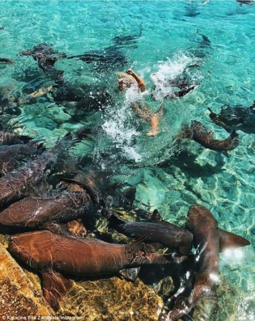 Instagram-la modelo subió en la piscina con los tiburones por el bien de los que le gusta y casi pierdo mi mano