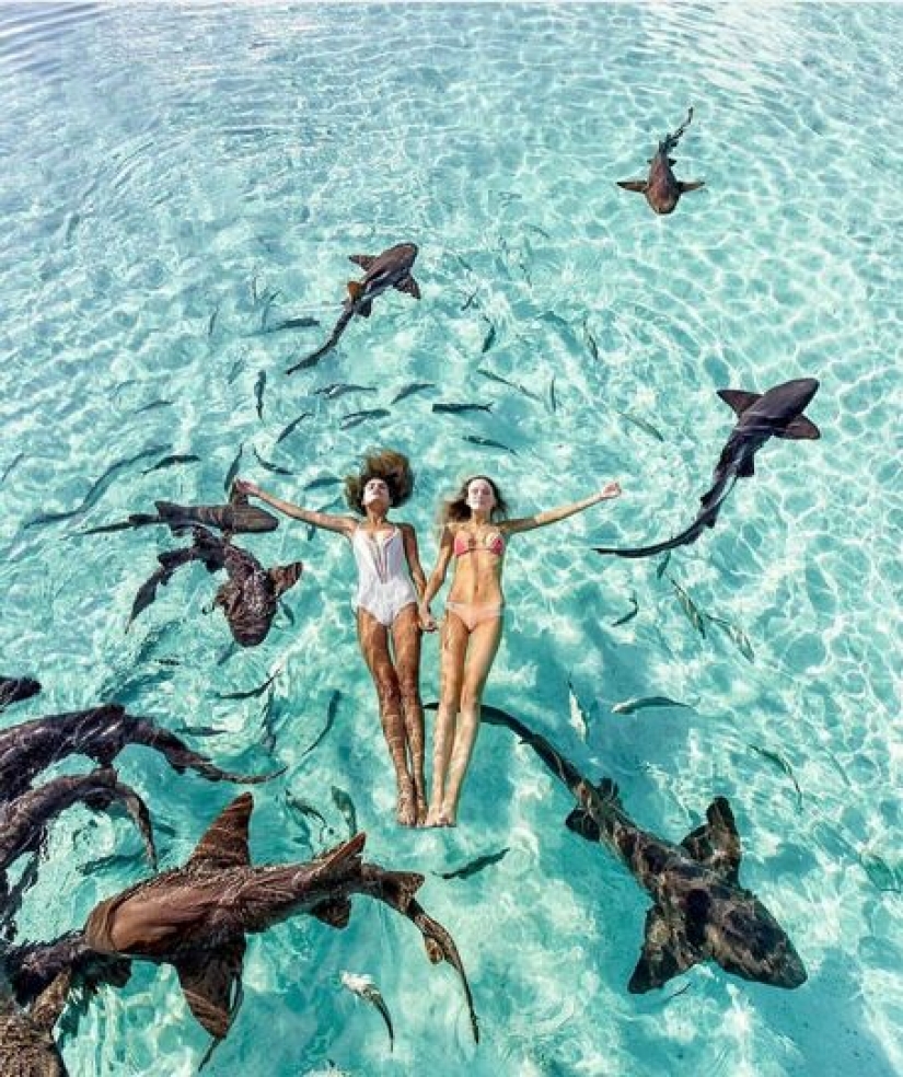 Instagram-the model climbed in the pool with the sharks for the sake of likes and almost lost my hand