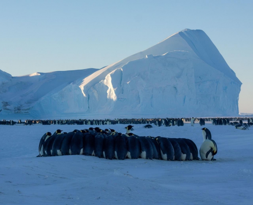 Instrucciones detalladas: cómo conseguir una expedición polar a la Antártida