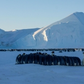 Instrucciones detalladas: cómo conseguir una expedición polar a la Antártida