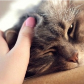 Irish veterinary clinic is looking for a professional "Gladilina cats" for 25 thousand euros per year