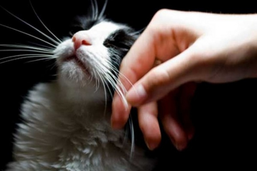 Irlandés de clínica veterinaria está buscando un profesional "Gladilina gatos" para 25 mil euros al año
