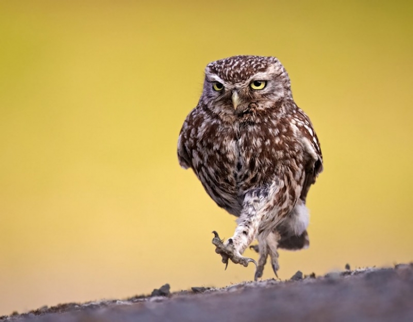 It's 100 most valuable photos of owls of all times and peoples