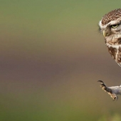 It's 100 most valuable photos of owls of all times and peoples