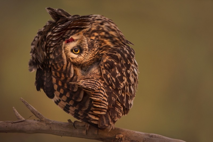 It's 100 most valuable photos of owls of all times and peoples