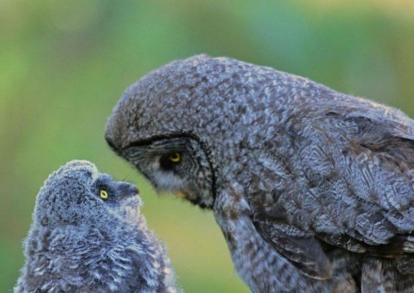 It's 100 most valuable photos of owls of all times and peoples