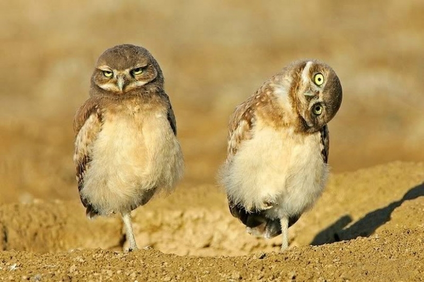 It's 100 most valuable photos of owls of all times and peoples