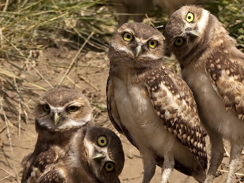 It's 100 most valuable photos of owls of all times and peoples