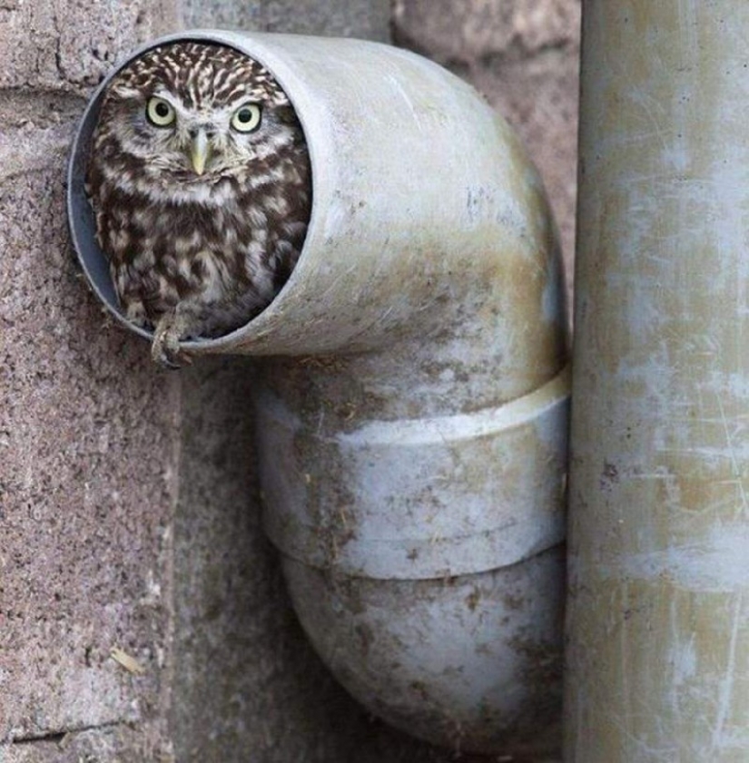 It's 100 most valuable photos of owls of all times and peoples