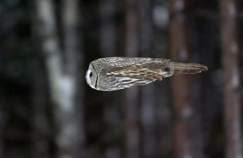 It's 100 most valuable photos of owls of all times and peoples